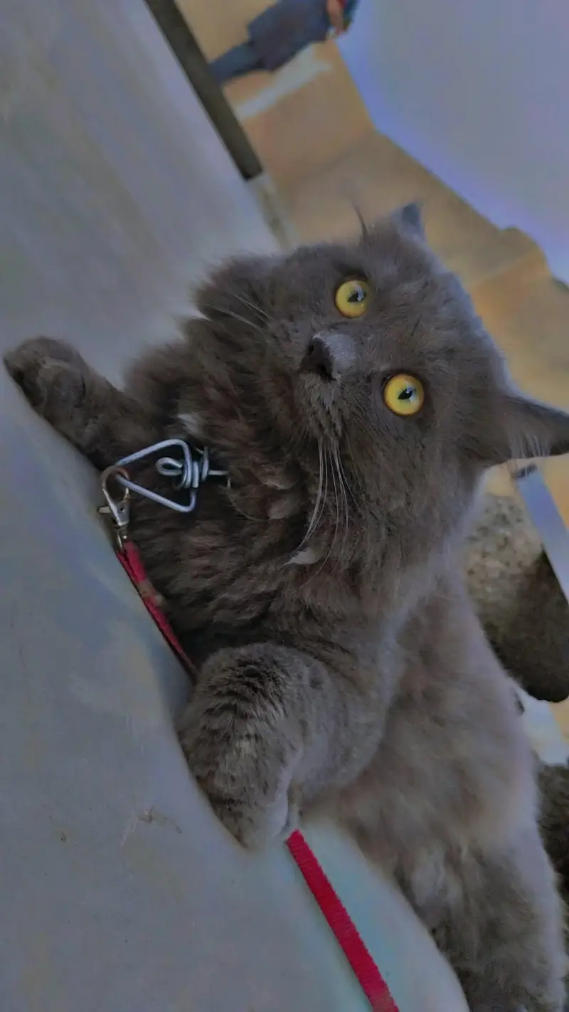 russian male cat  available for sale — photo 2
