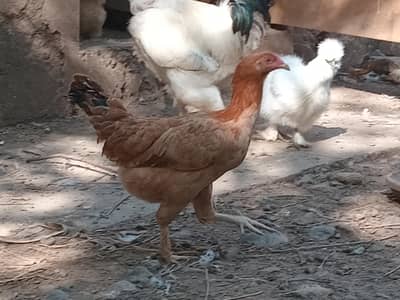 Desi hens & Golden Buff Pair for Sale