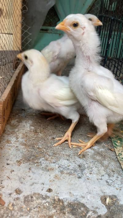 TOP QUALITY HEERA CHICKS