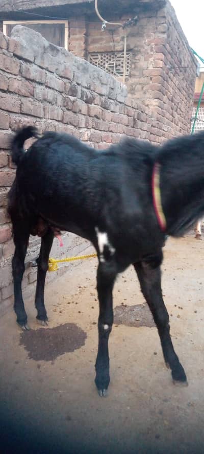 Sahiwal betal bakra donda