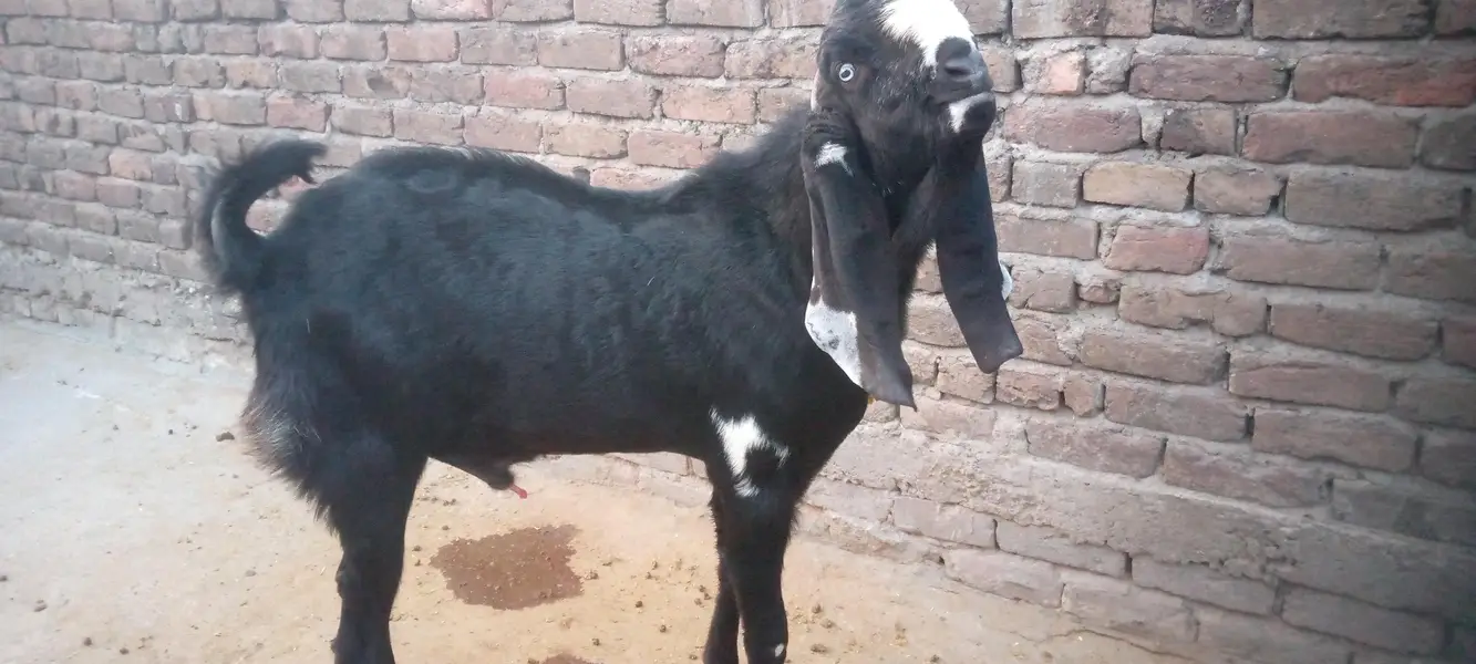 Sahiwal betal bakra donda — photo 2