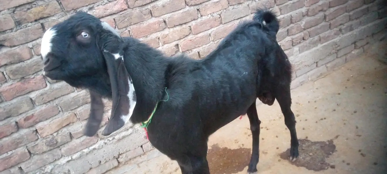 Sahiwal betal bakra donda — photo 3