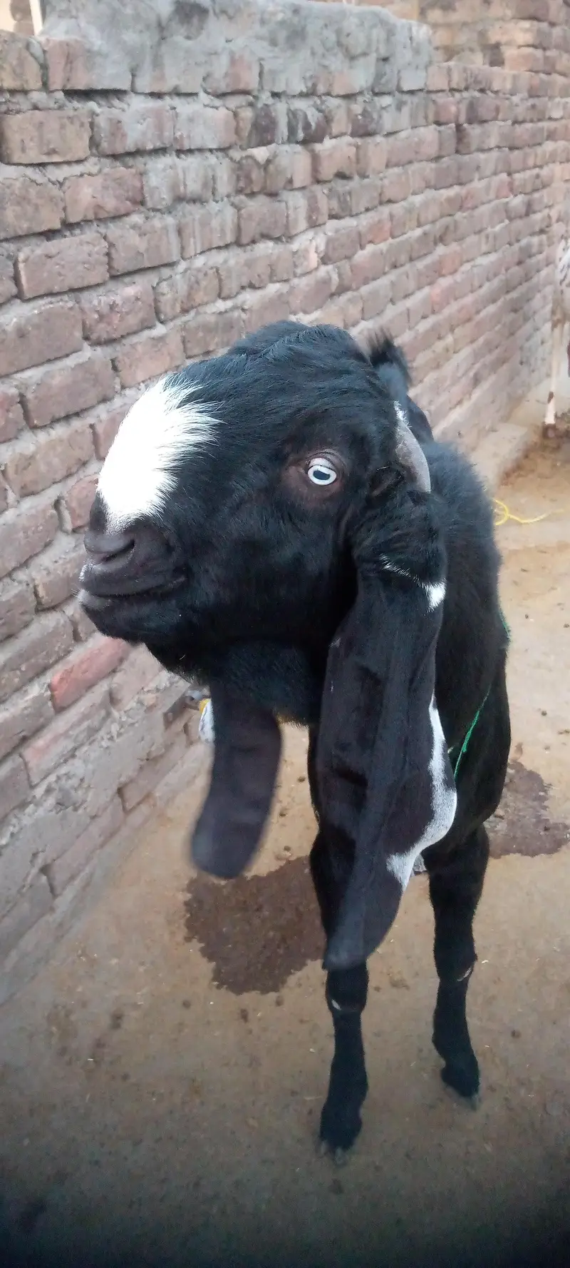 Sahiwal betal bakra donda — photo 4