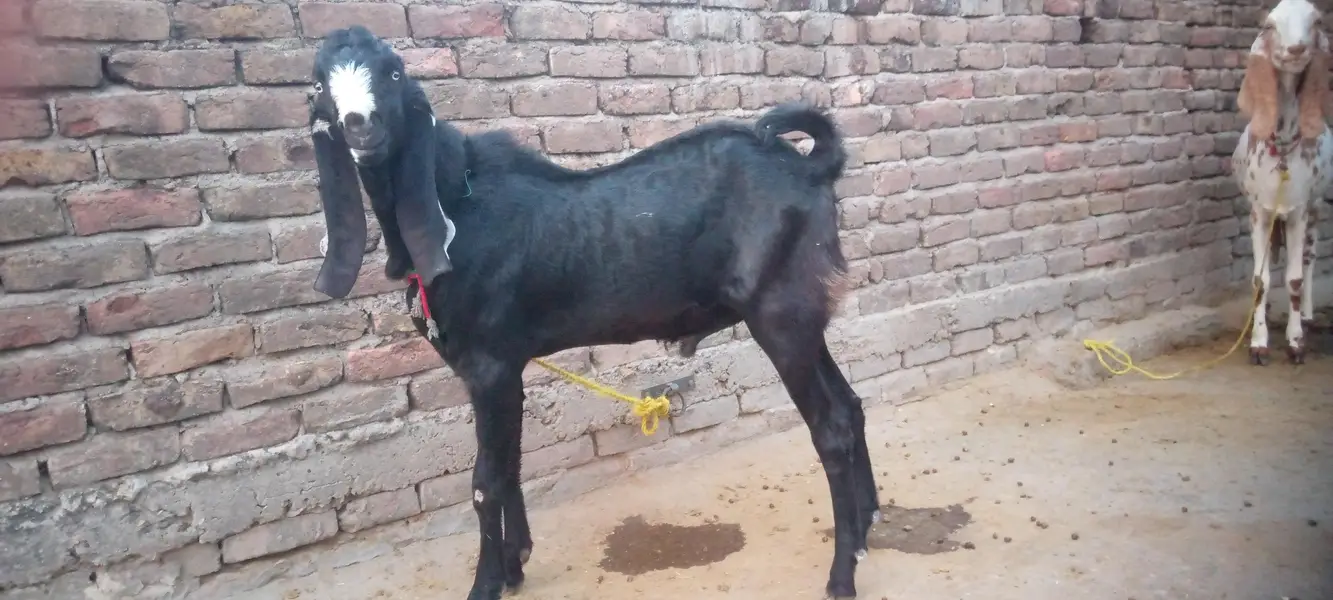 Sahiwal betal bakra donda — photo 5