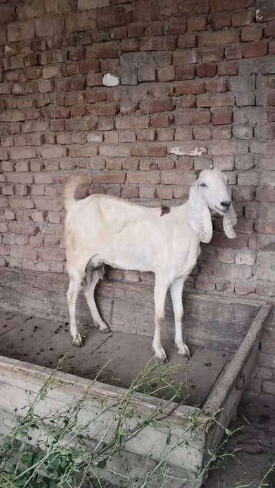 1 bakri pragnet 2 bachy