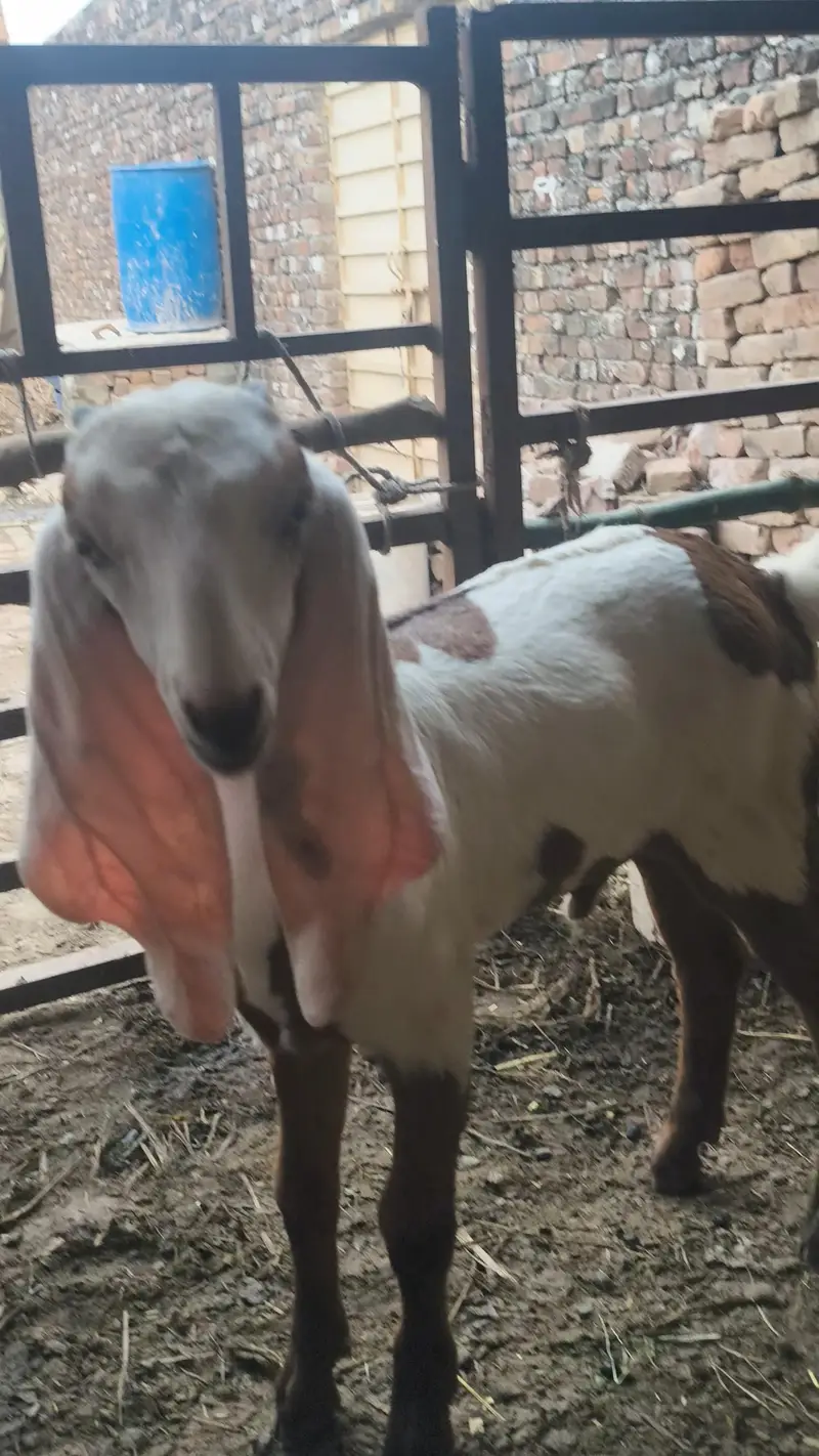 1 bakri pragnet 2 bachy — photo 2