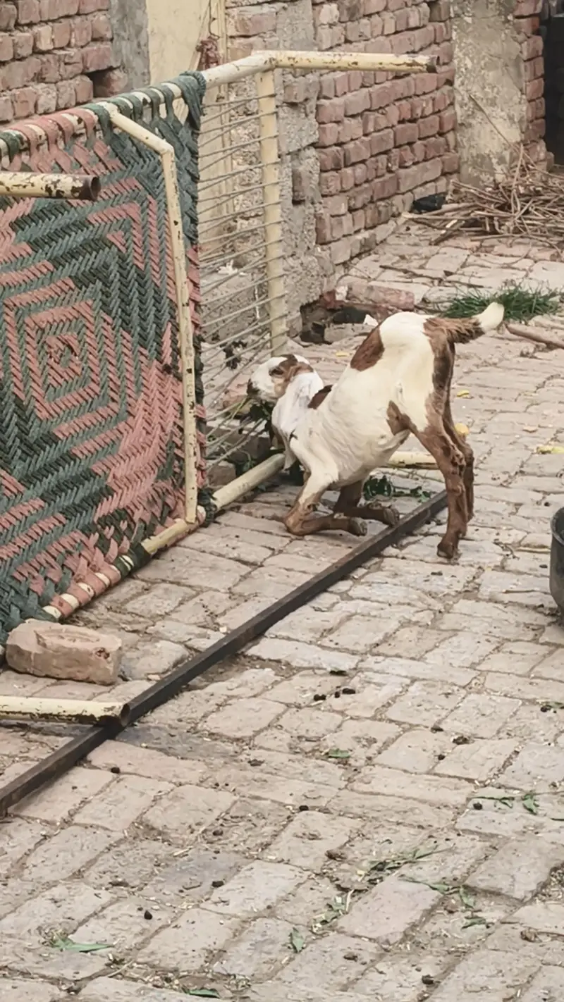 1 bakri pragnet 2 bachy — photo 3