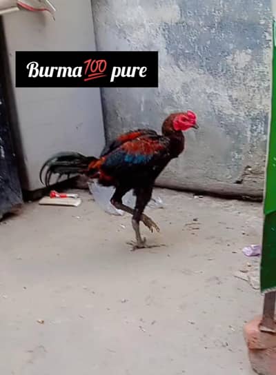 100% Pure Burma Aseel Male - 8 Months - Saddar Lahore