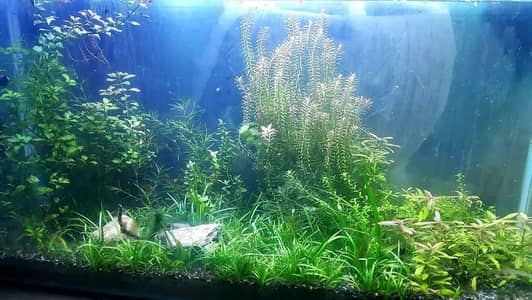 aquarium plants