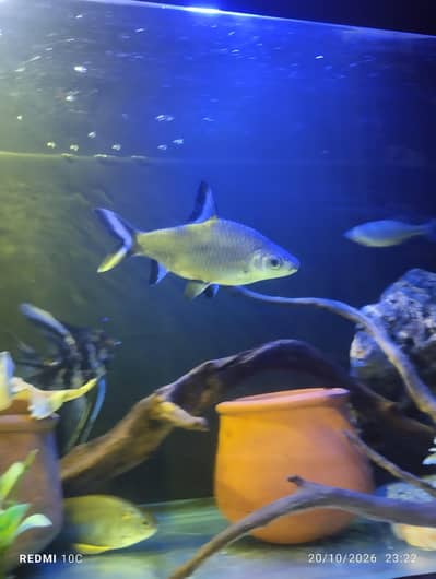 Marble Angel, Oscars, Bala Shark, Blue line shark