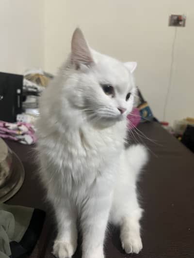 Triple coat food and litter also Available