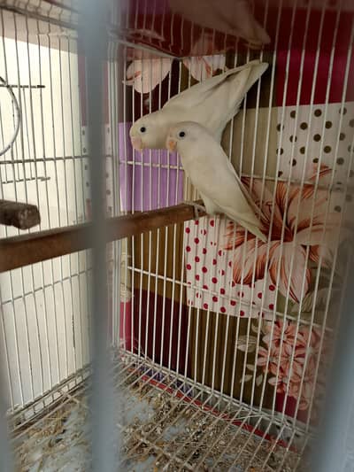 Sale Birds
