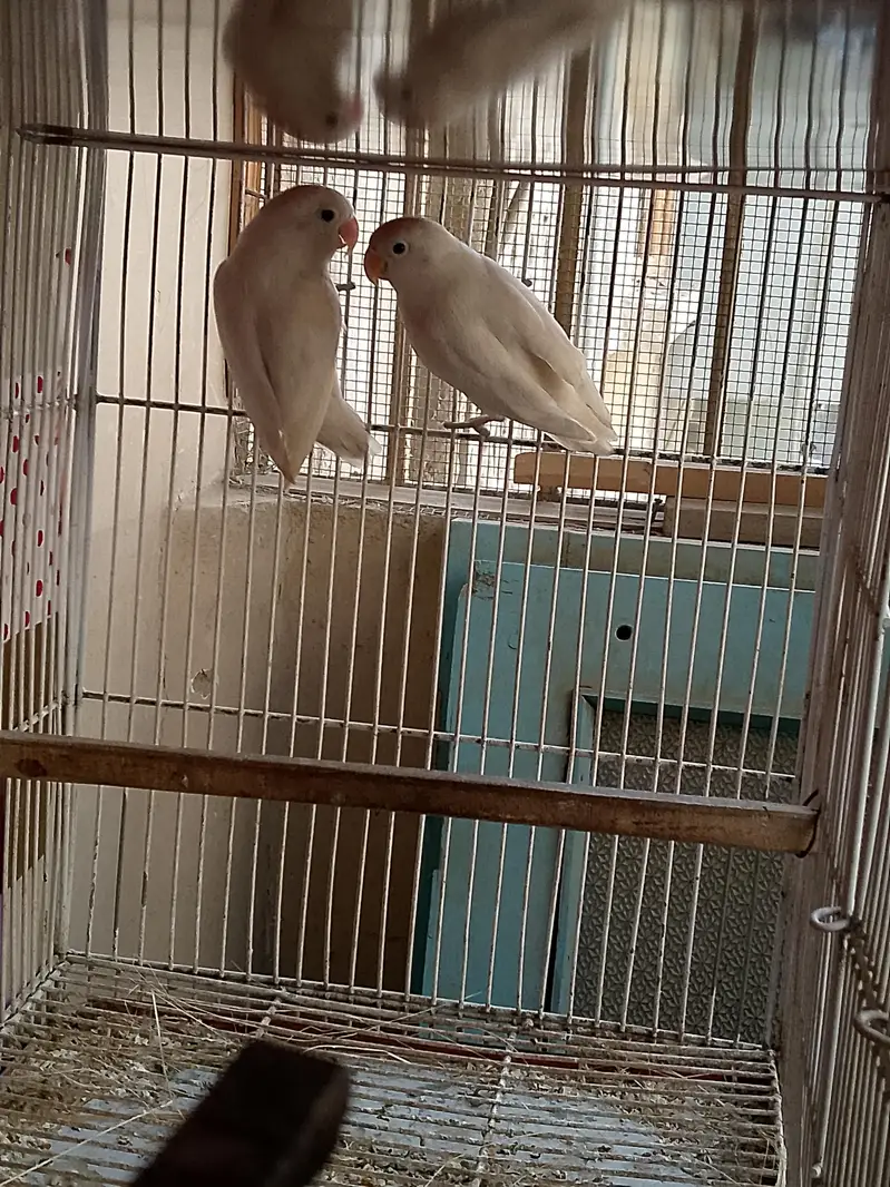Sale Birds — photo 2