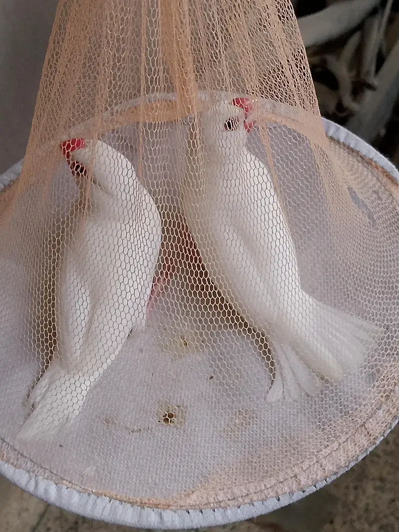 Sale Birds — photo 3