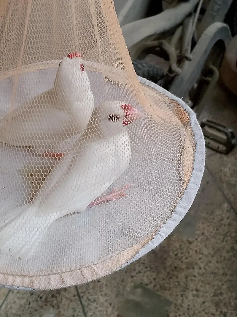 Sale Birds — photo 4