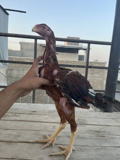 Kandari Parrot Beak