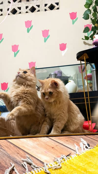 Ginger persian cats for sale in karachi litter trained