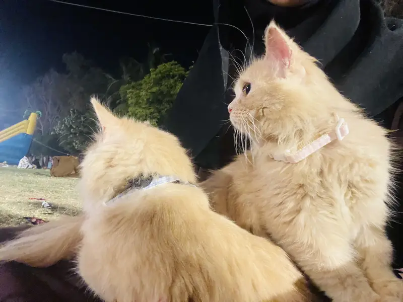 Ginger persian cats for sale in karachi litter trained — photo 2