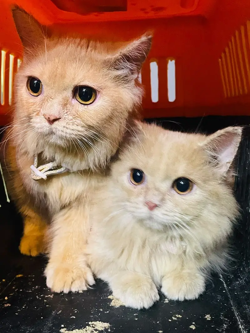 Ginger persian cats for sale in karachi litter trained — photo 3