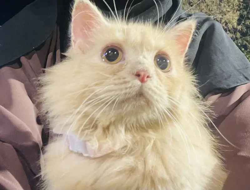 Ginger persian cats for sale in karachi litter trained — photo 4