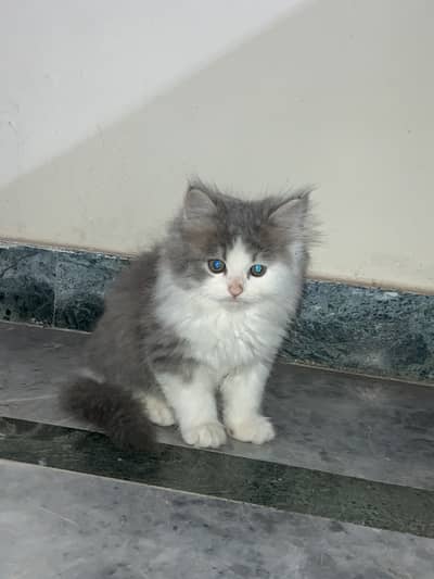 Persian triple coated