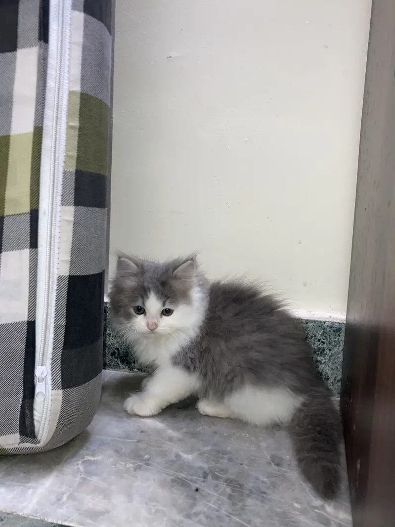 Persian triple coated — photo 5