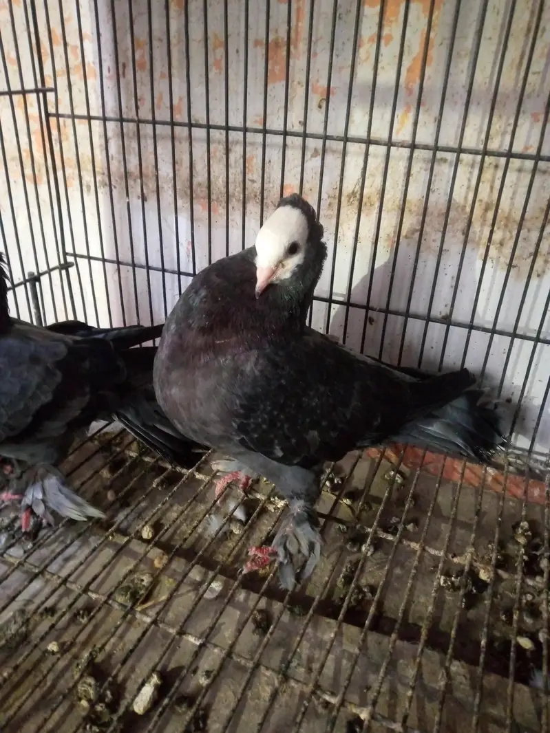 urgent sale — photo 2