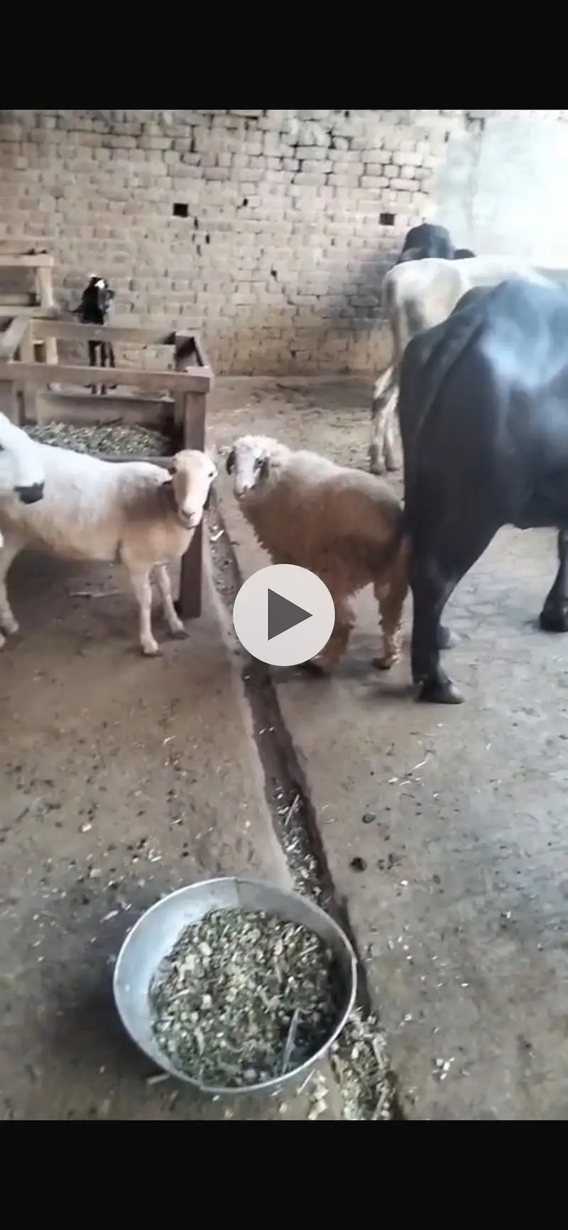2 mundri female for sale