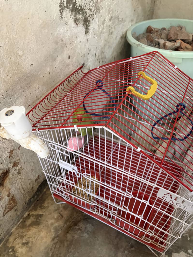 Parrot 0
