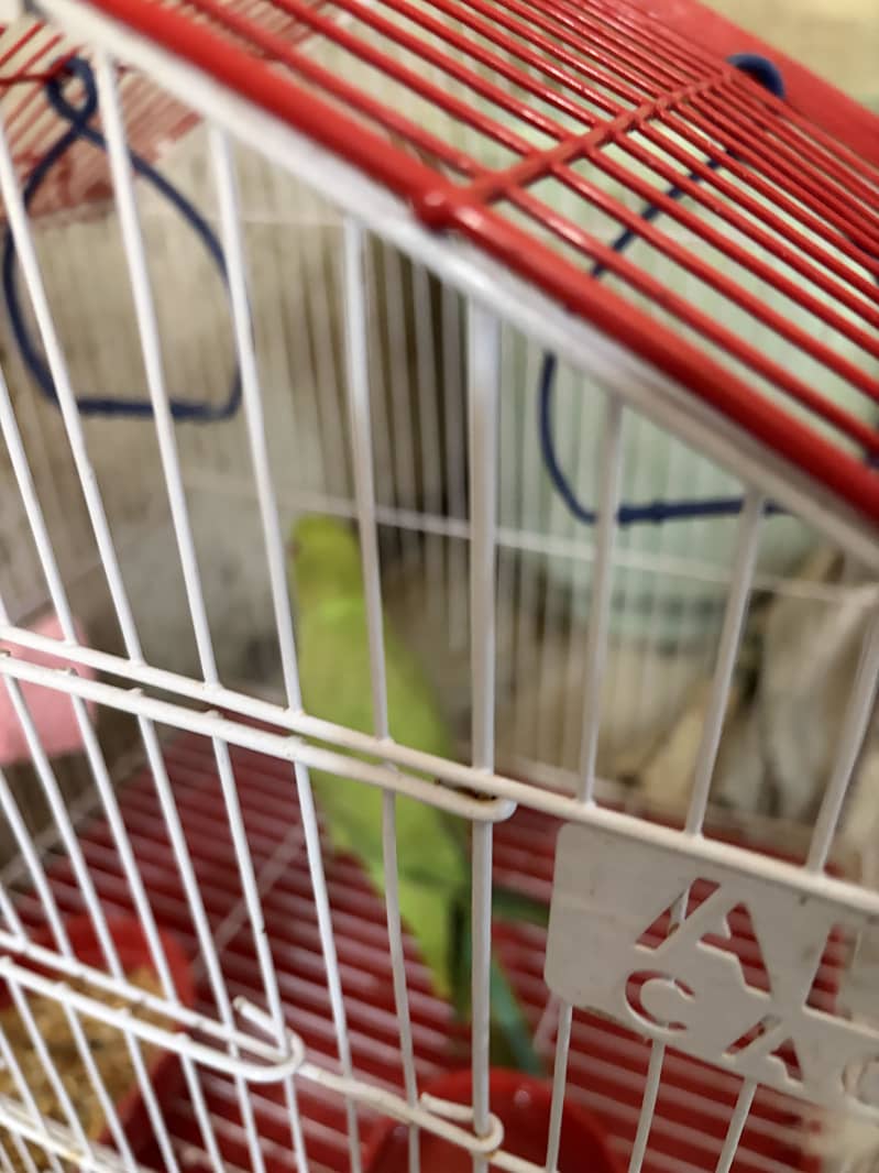 Parrot 1