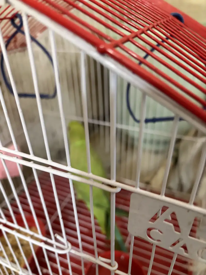 Parrot — photo 2