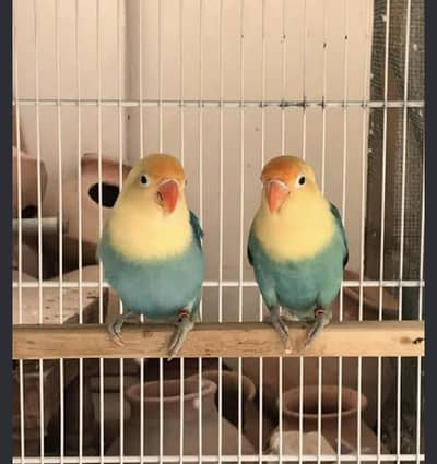 breeder pair for sale.