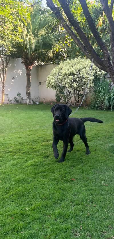 black British labrador female puppy available