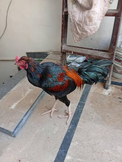 Aseel  breeder | ghar ka pala hua