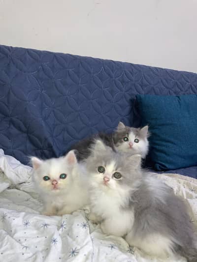 Persian triple coated cats