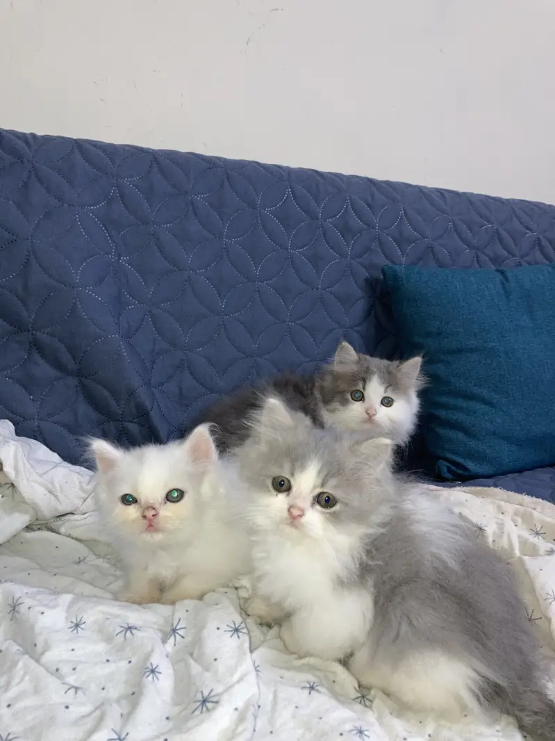 Persian triple coated cats — photo 2