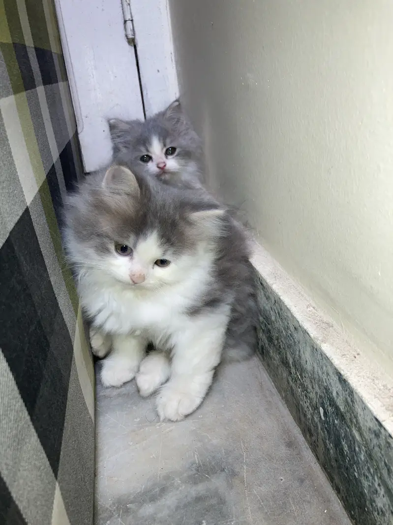 Persian triple coated cats — photo 3