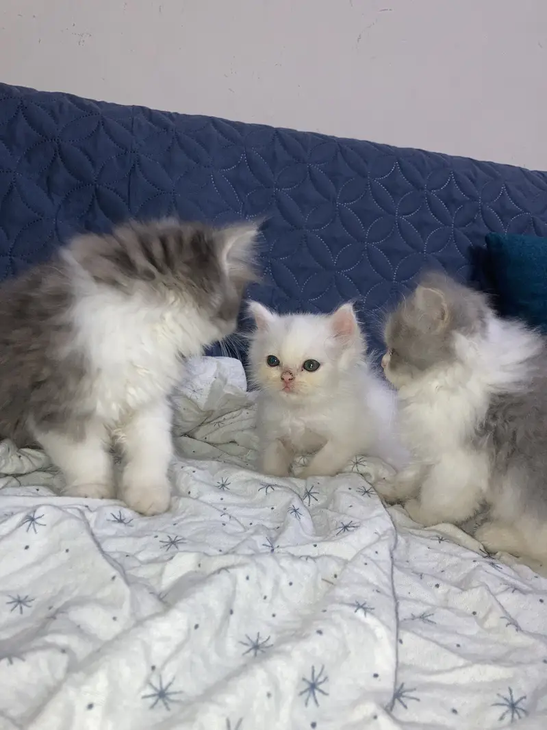 Persian triple coated cats — photo 4