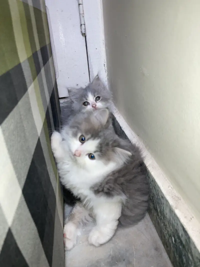 Persian triple coated cats — photo 5
