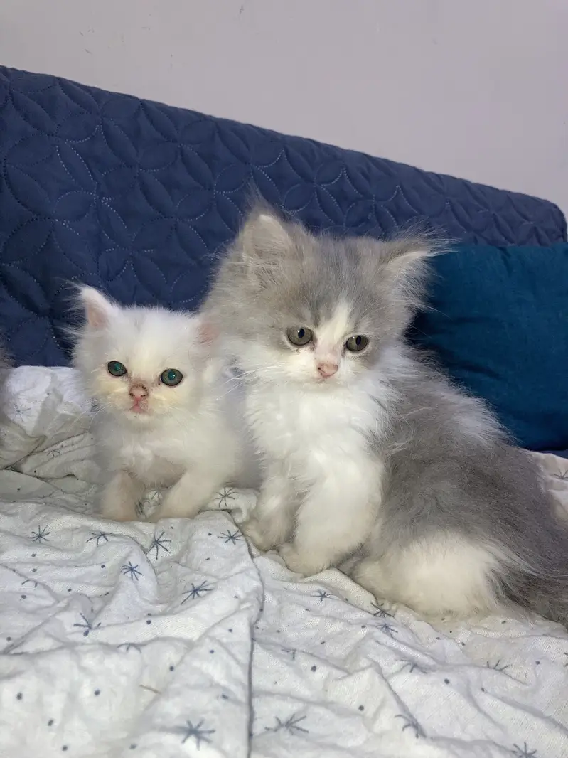 Persian triple coated cats — photo 6