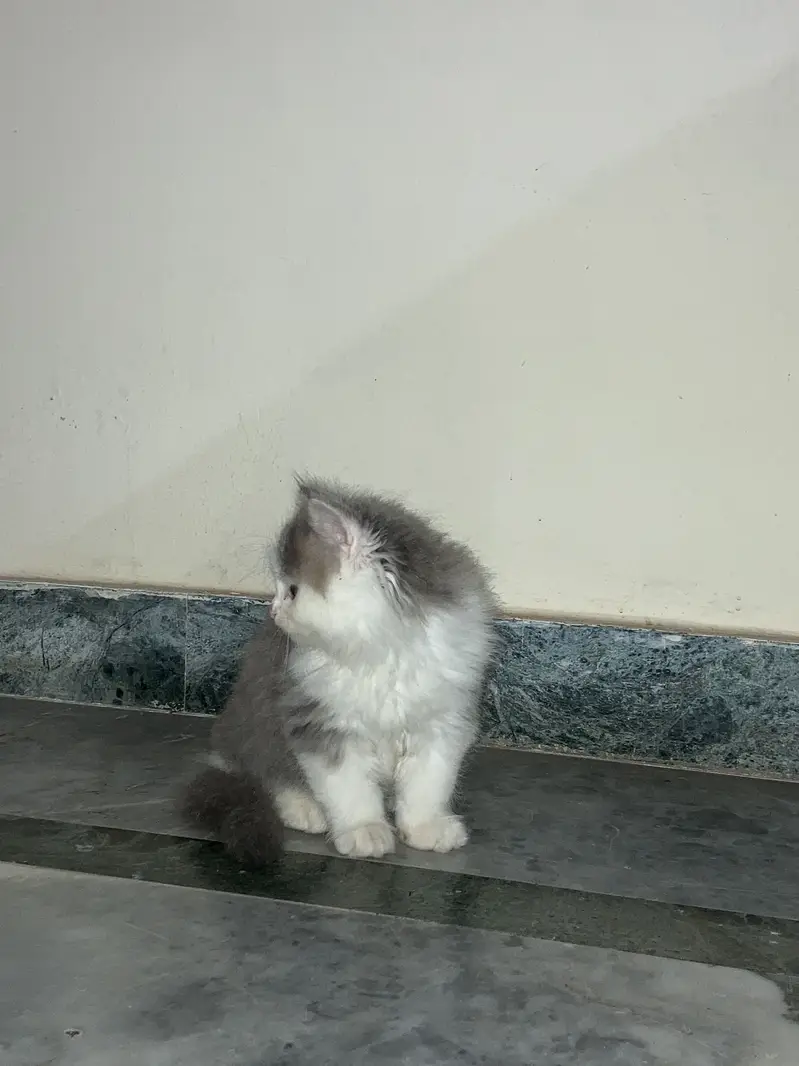 Persian triple coated cats — photo 7