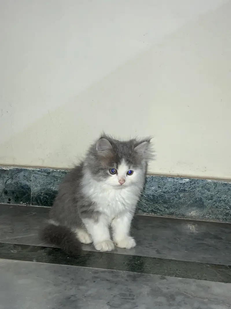 Persian triple coated cats — photo 8