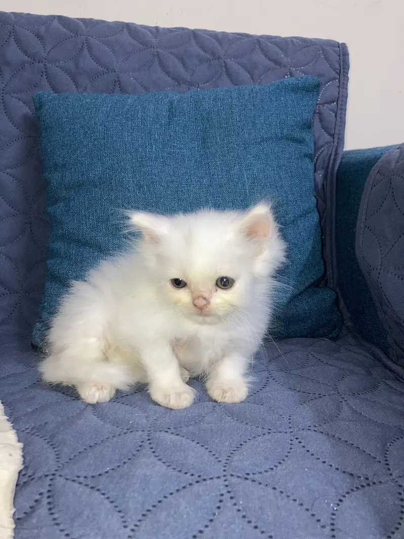Persian triple coated cats — photo 9