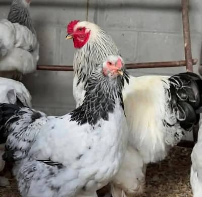 light brahma chicks and eggs for sale