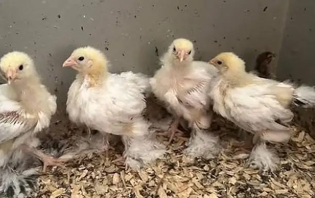 light brahma chicks and eggs for sale — photo 2