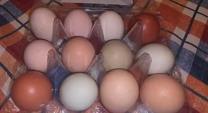light brahma chicks and eggs for sale — photo 3