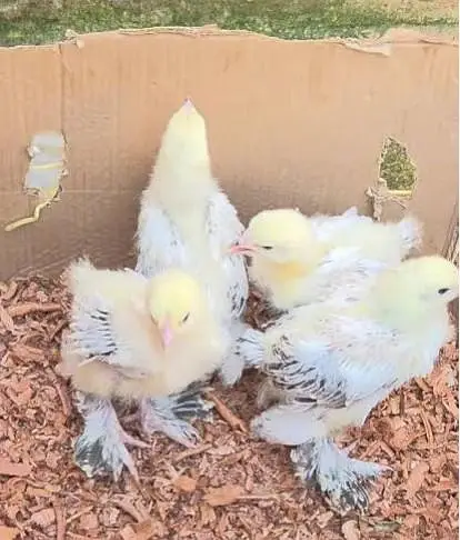 light brahma chicks and eggs for sale — photo 4