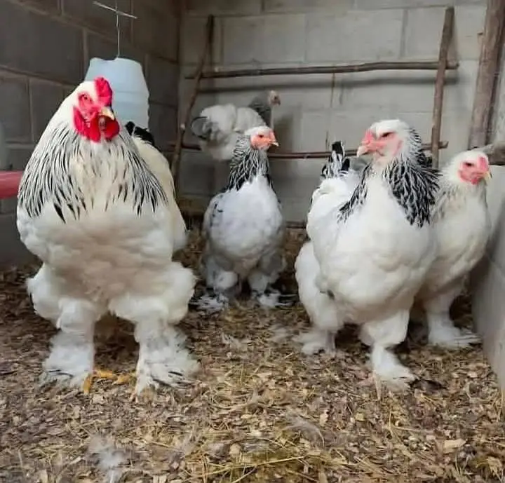 light brahma chicks and eggs for sale — photo 5