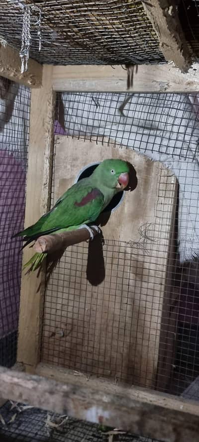 HEALTHY AND ACTIVE PAIR