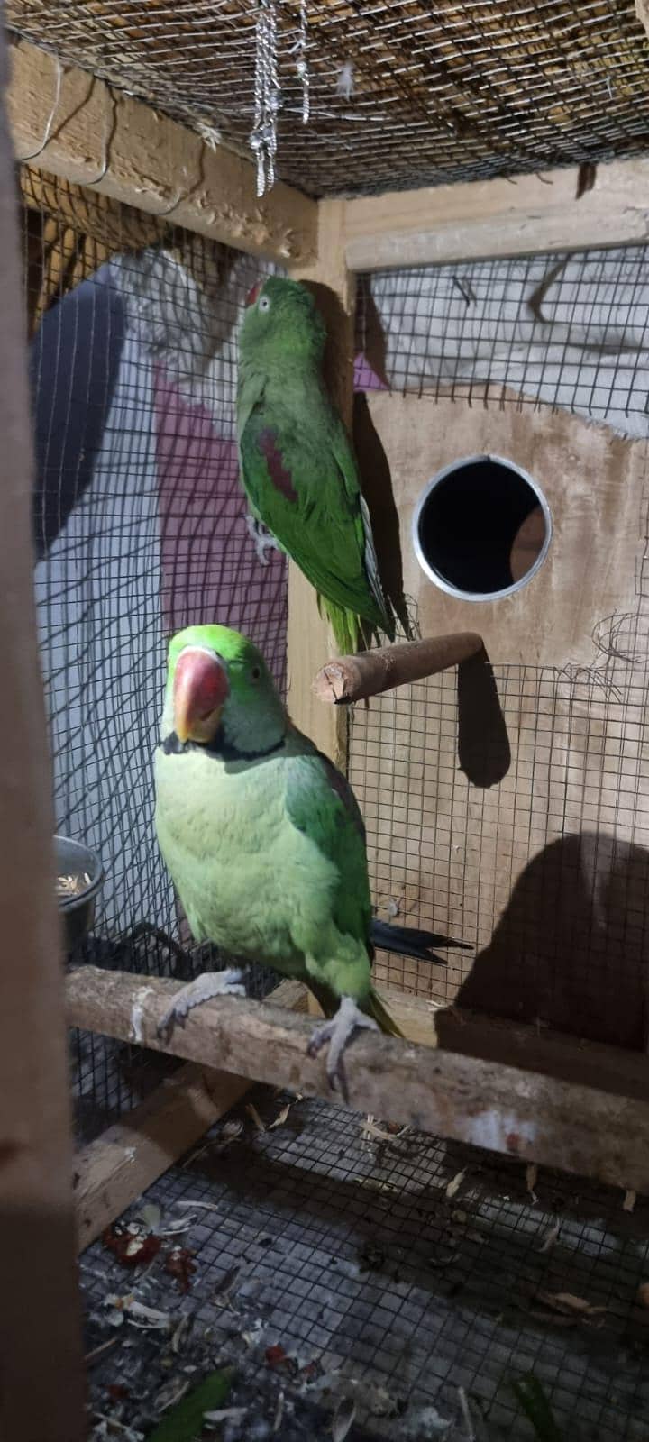 HEALTHY AND ACTIVE PAIR 2